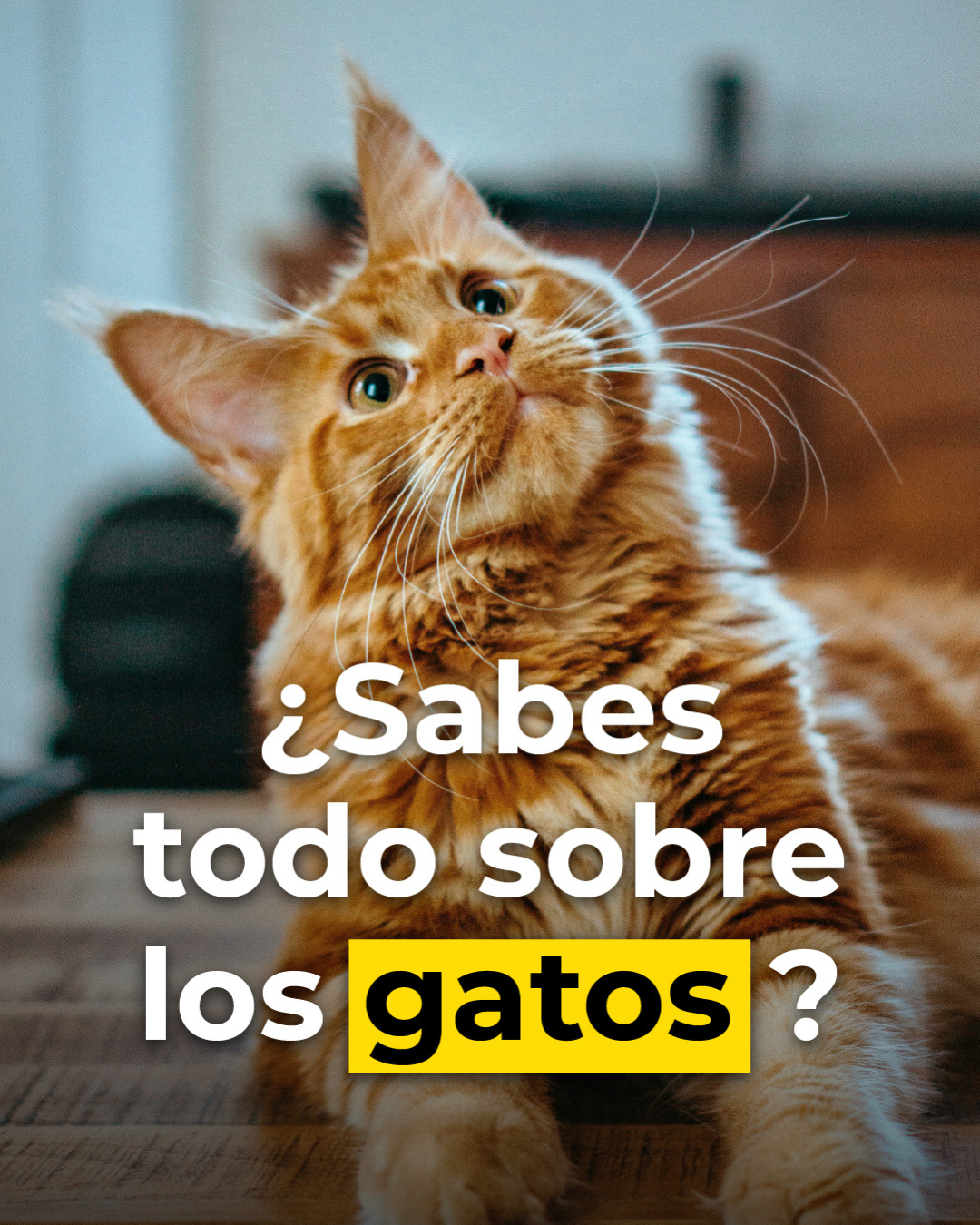 plantillas SOCIAL CORE (11)